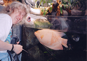 Albino Gourami