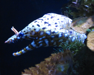 Maui Ocean Center - Small Moray Eel 