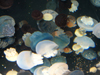 New England Aquarium Blue Jelly Fish