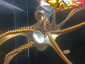 Waikiki Aquarium - Hee , the Day Octopus
