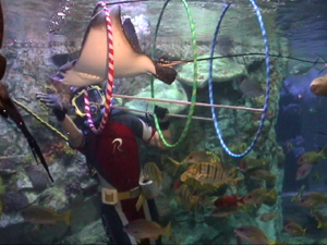 Sunshine International Aquarium Tokyo, Japan, Feeding Rays